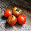 Maura's Cardinal Dwarf Tomato Project
