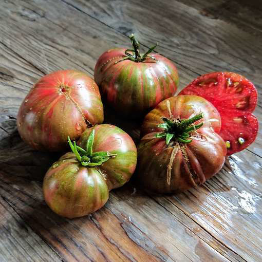 Metallica Dwarf Tomato Project