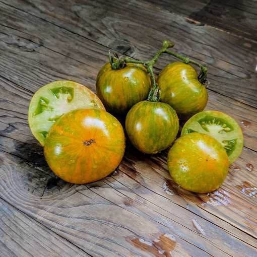 Mint Streak Dwarf Tomato Project