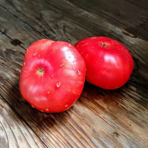 Mystic Lady Dwarf Tomato Project