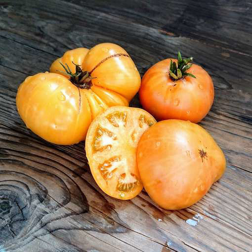 Perfect Harmony Dwarf Tomato Project