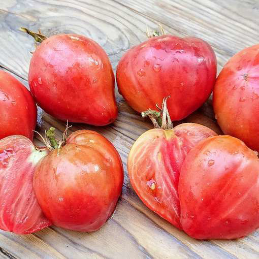 Pink Passion Dwarf Tomato Project