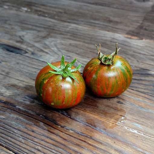 Round Robin Dwarf Tomato Project