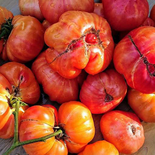 Russian Swirl Dwarf Tomato Project