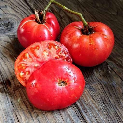 Snakebite Dwarf Tomato Project