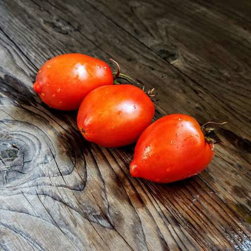 Sneaky Sauce Dwarf Tomato Project