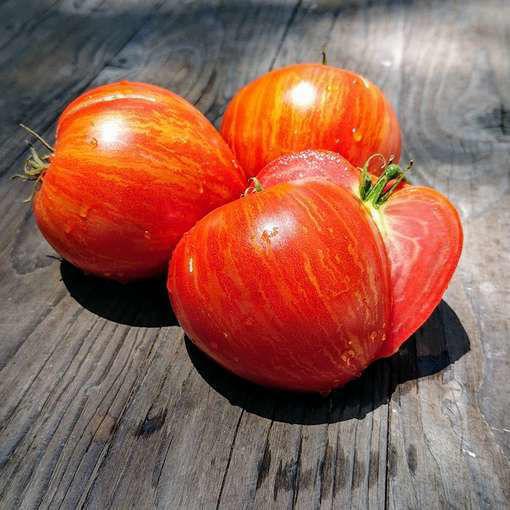 Speckled Heart Dwarf Tomato Project