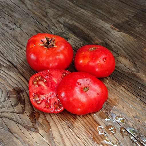 Sturt Desert Pea Dwarf Tomato Project