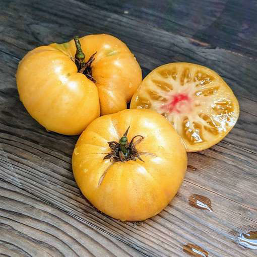 Summer Sunrise Dwarf Tomato Project