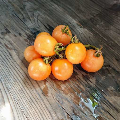 Sunny's Pear Dwarf Tomato Project