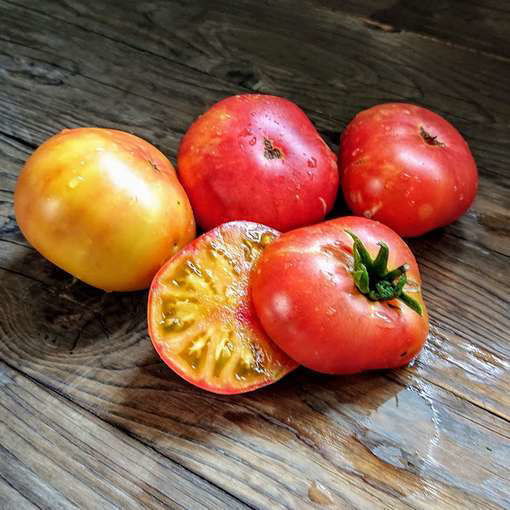 Suz’s Beauty Dwarf Tomato Project