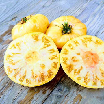 Sweet Sue Dwarf Tomato Project Sweet Sue Dwarf Tomato Project