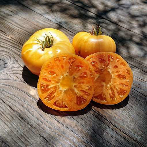 Tanager Dwarf Tomato Project