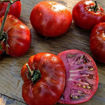 Tasmanian Chocolate Dwarf Tomato Project