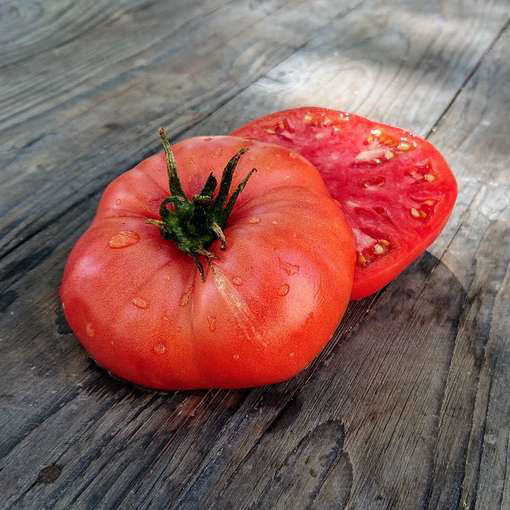 TastyWine Dwarf Tomato Project
