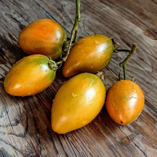 Tiger Eye  Dwarf Tomato Project