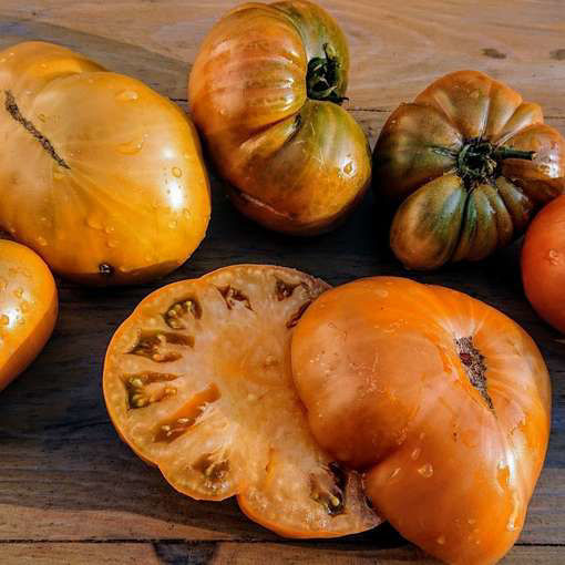 Uluru Ochre Dwarf Tomato Project