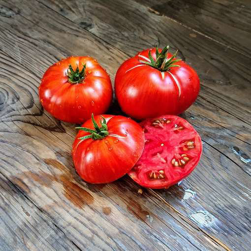 Waratah Dwarf Tomato Project