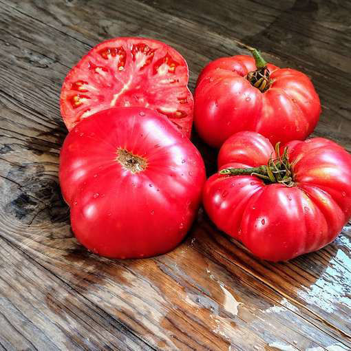 Waverley Dwarf Tomato Project