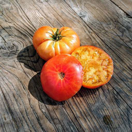 Wherokowhai Dwarf Tomato Project