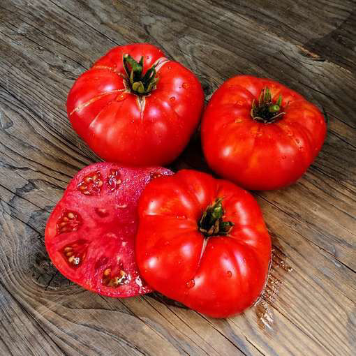 Wilpena Dwarf Tomato Project