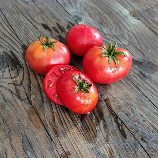 Yukon Quest Dwarf Tomato Project