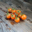 Ambrosia Orange Cherry Tomato