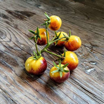 Antho White Cherry Tomato Antho White Cherry Tomato