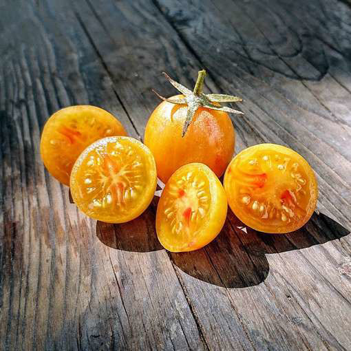 Artisan Golden Bumble Bee Cherry Tomato