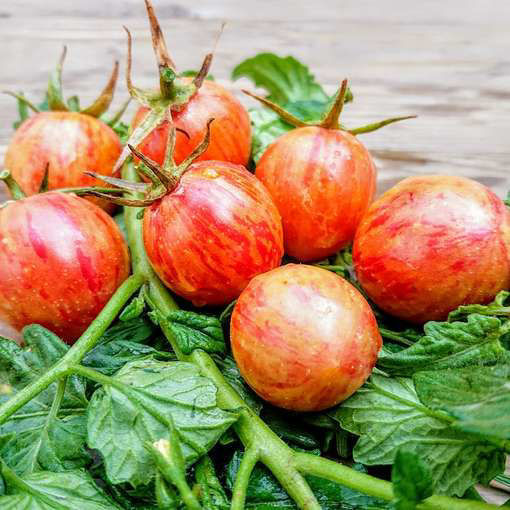 Artisan Pink Bumble Bee Cherry Tomato