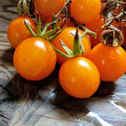 Aurantiacum Cherry Tomato