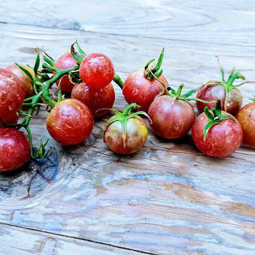 Aztek Negro Cherry Tomato