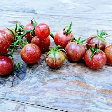 Aztek Negro Cherry Tomato Aztek Negro Cherry Tomato