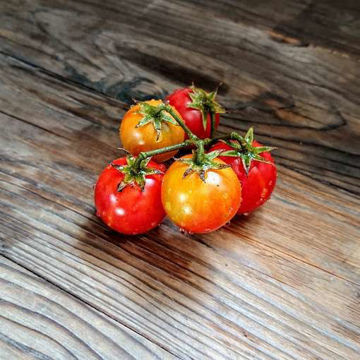 Granny Cantarell German Beefsteak Tomato-Meraki Seeds