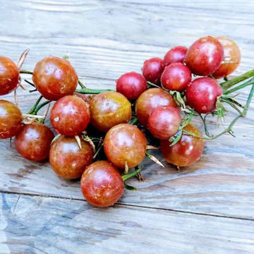 Black Opal Cherry Tomato Black Opal Cherry Tomato