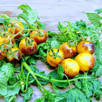 Blue Gold Berries Cherry Tomato Blue Gold Berries Cherry Tomato