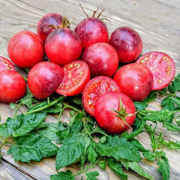 Bosque Blue Cherry Tomato Bosque Blue Cherry Tomato