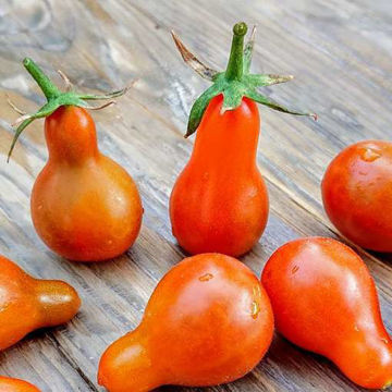 Cafe Bule Cherry Tomato Cafe Bule Cherry Tomato