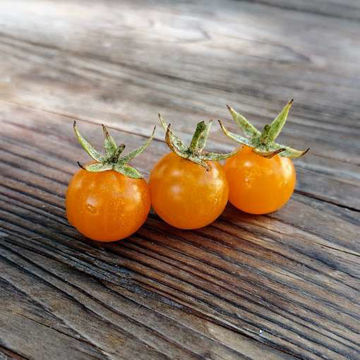 Cerise Orange Cherry Tomatoes Cerise Orange Cherry Tomatoes