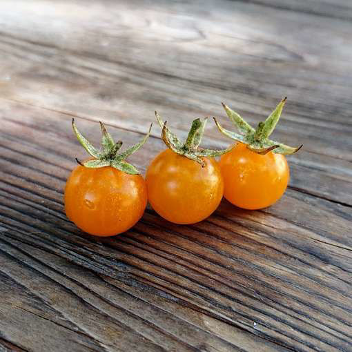 Cerise Orange Cherry Tomatoes