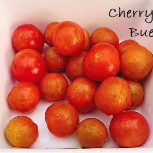 Cherry Bue Cherry Tomato