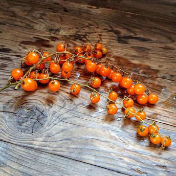 Currant Gold Rush Cherry Tomato Currant Gold Rush Cherry Tomato