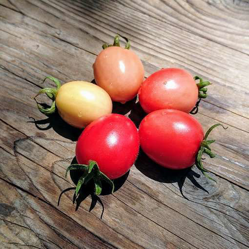 Ei Von Phuket Cherry Tomato