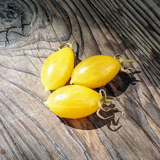 Elf Tears NOT Cherry Tomato