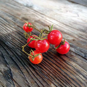 Everglades Cherry Tomato Everglades Cherry Tomato