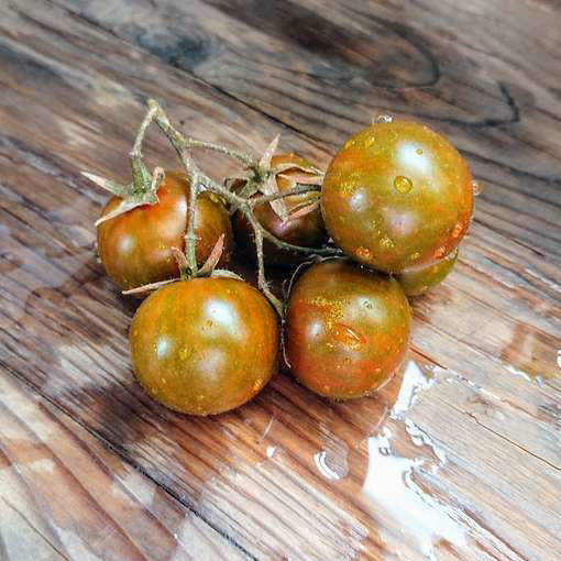 Eytan Brown Cherry Tomato