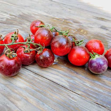 Farenheit Blues Cherry Tomato Farenheit Blues Cherry Tomato
