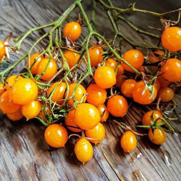 Galapagostomato Cherry Tomato Galapagostomato Cherry Tomato
