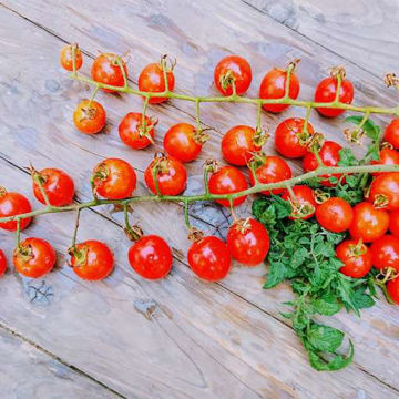 Gardenberry Cherry Tomato Gardenberry Cherry Tomato