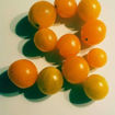 Golden Currant Cherry Tomato